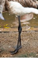 Leg texture of gray flamingo 0003